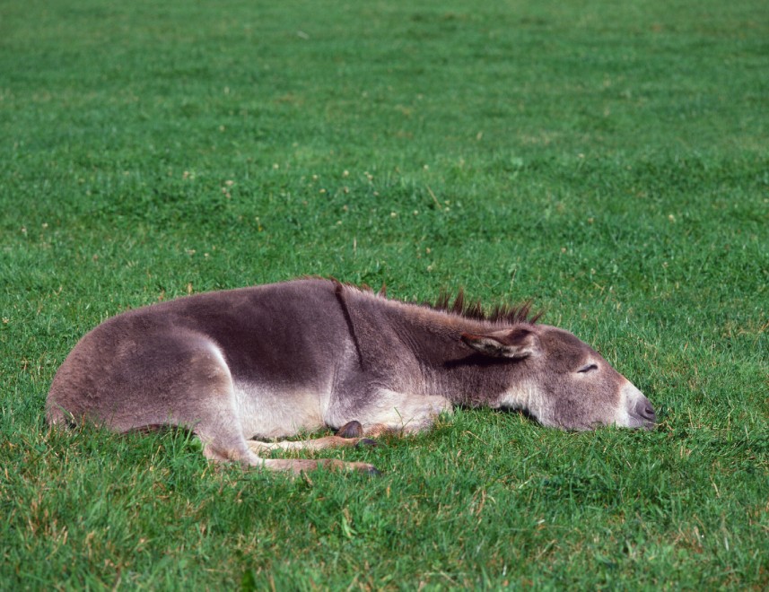 Buonanotte e sogni d'oro, quanto dormono gli animali