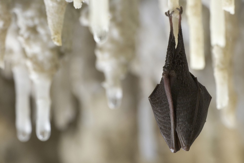 Buonanotte e sogni d'oro, quanto dormono gli animali