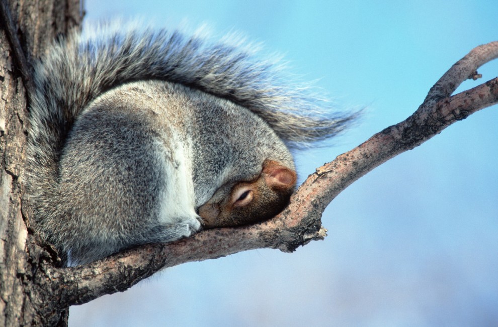 Buonanotte e sogni d'oro, quanto dormono gli animali