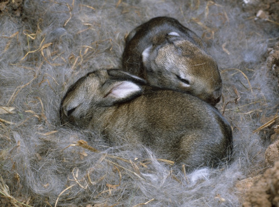Buonanotte e sogni d'oro, quanto dormono gli animali