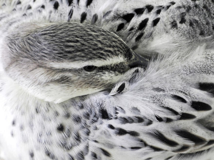 Buonanotte e sogni d'oro, quanto dormono gli animali