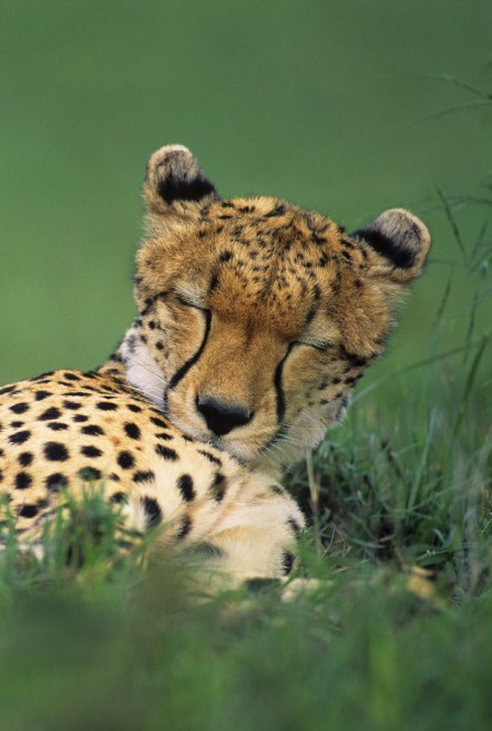 Buonanotte e sogni d'oro, quanto dormono gli animali