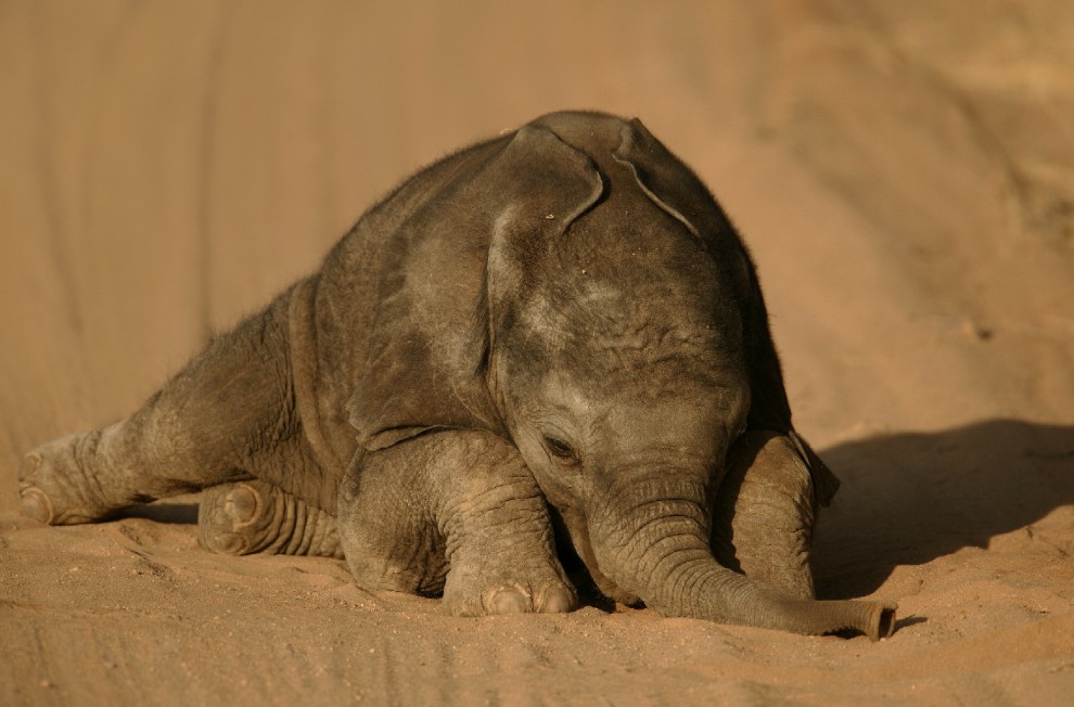 Buonanotte e sogni d'oro, quanto dormono gli animali