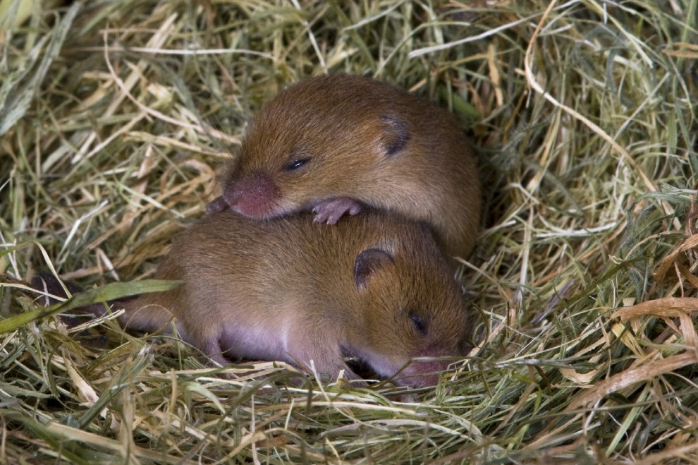 Buonanotte e sogni d'oro, quanto dormono gli animali