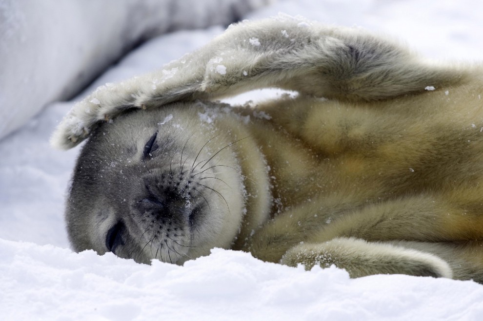 Buonanotte e sogni d'oro, quanto dormono gli animali