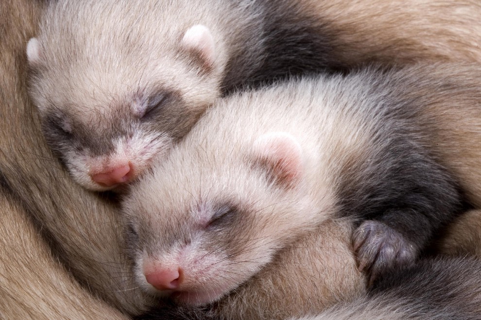 Buonanotte e sogni d'oro, quanto dormono gli animali