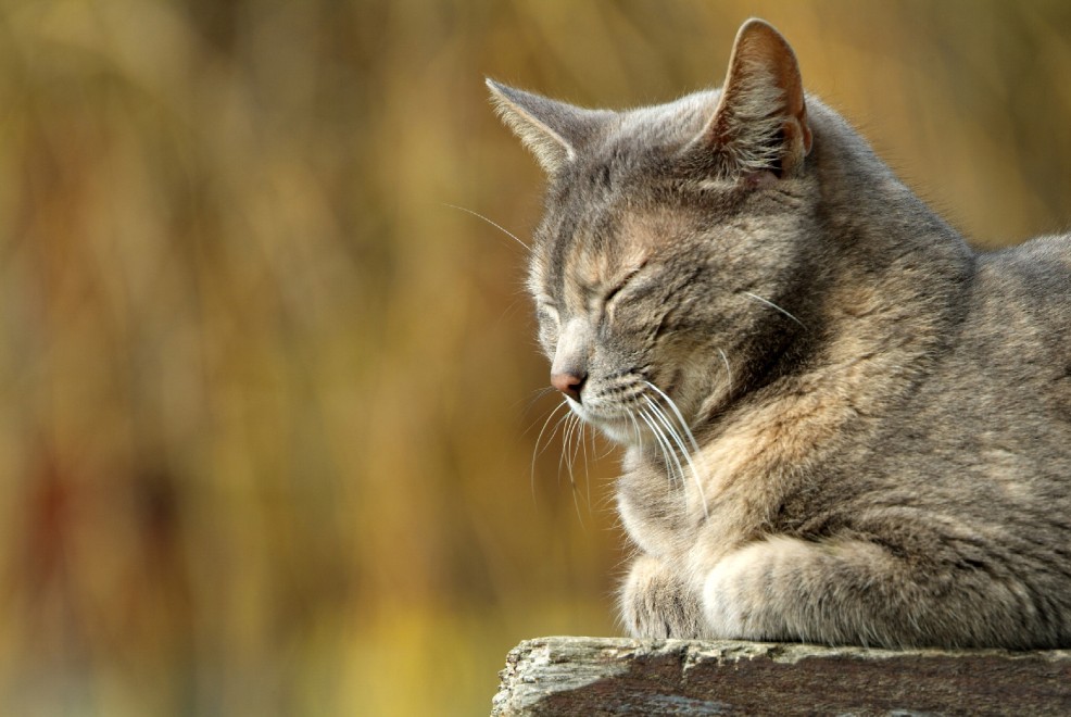 Buonanotte e sogni d'oro, quanto dormono gli animali