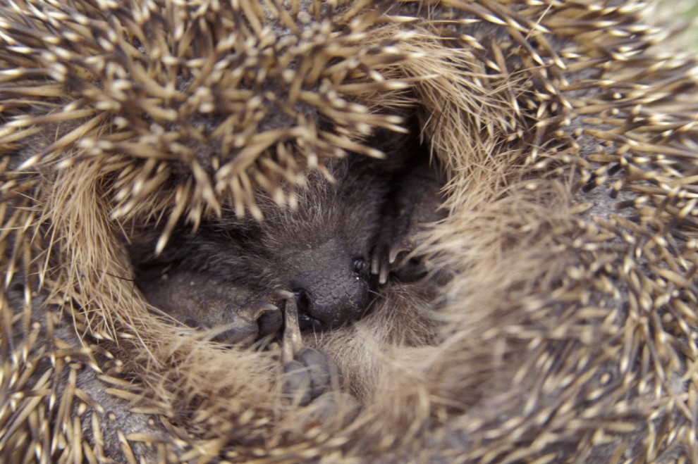 Buonanotte e sogni d'oro, quanto dormono gli animali