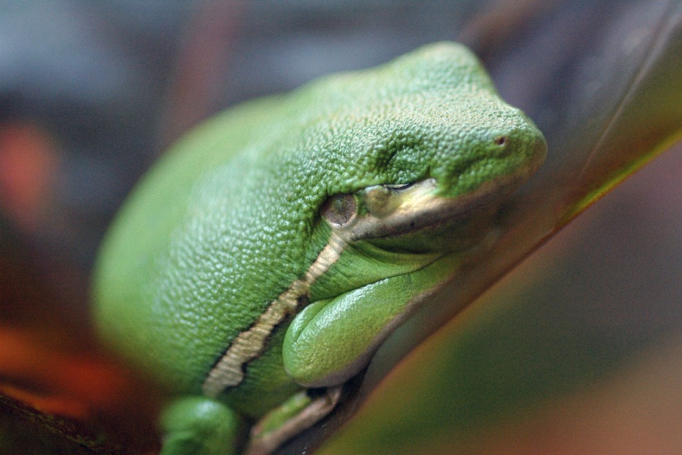 Buonanotte e sogni d'oro, quanto dormono gli animali