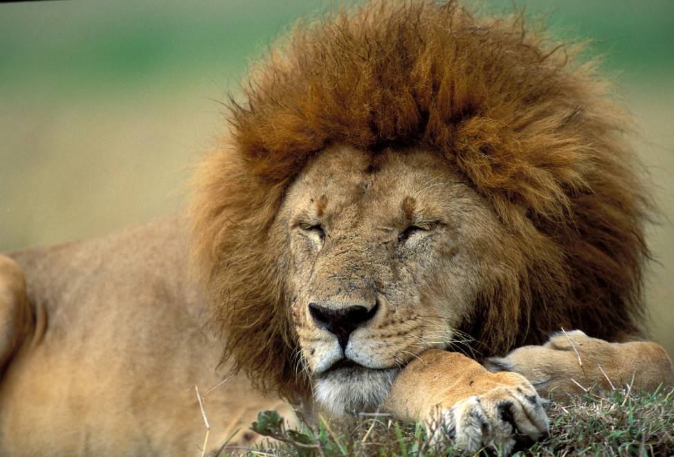 Buonanotte e sogni d'oro, quanto dormono gli animali
