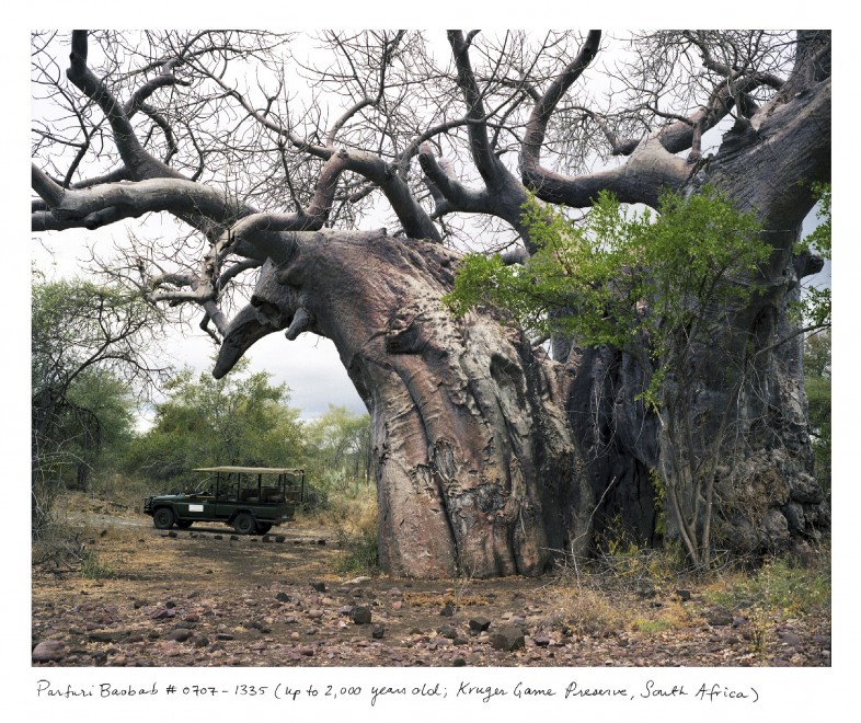 Dal Baobab al pino di Houon, gli organismi pi&ugrave; vecchi della Terra