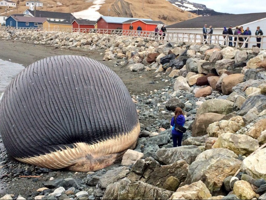 Canada, carcassa balena blu rischia "l'esplosione"
