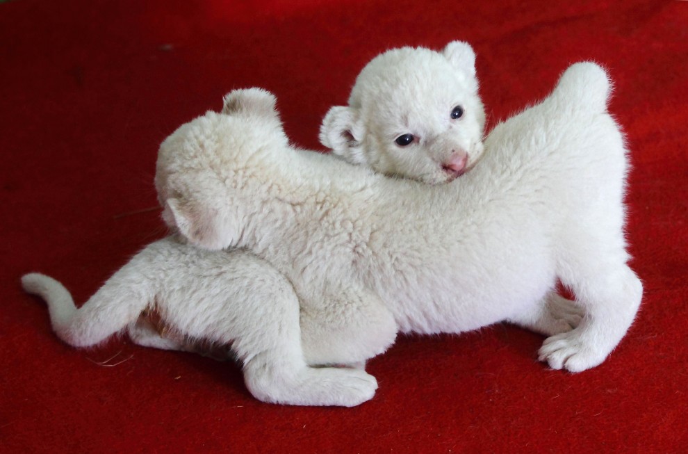 Cina, cuccioli di leone bianco abbandonati dalla madre &nbsp;