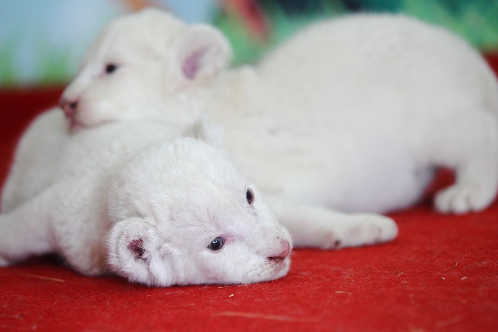 Cina, cuccioli di leone bianco abbandonati dalla madre &nbsp;