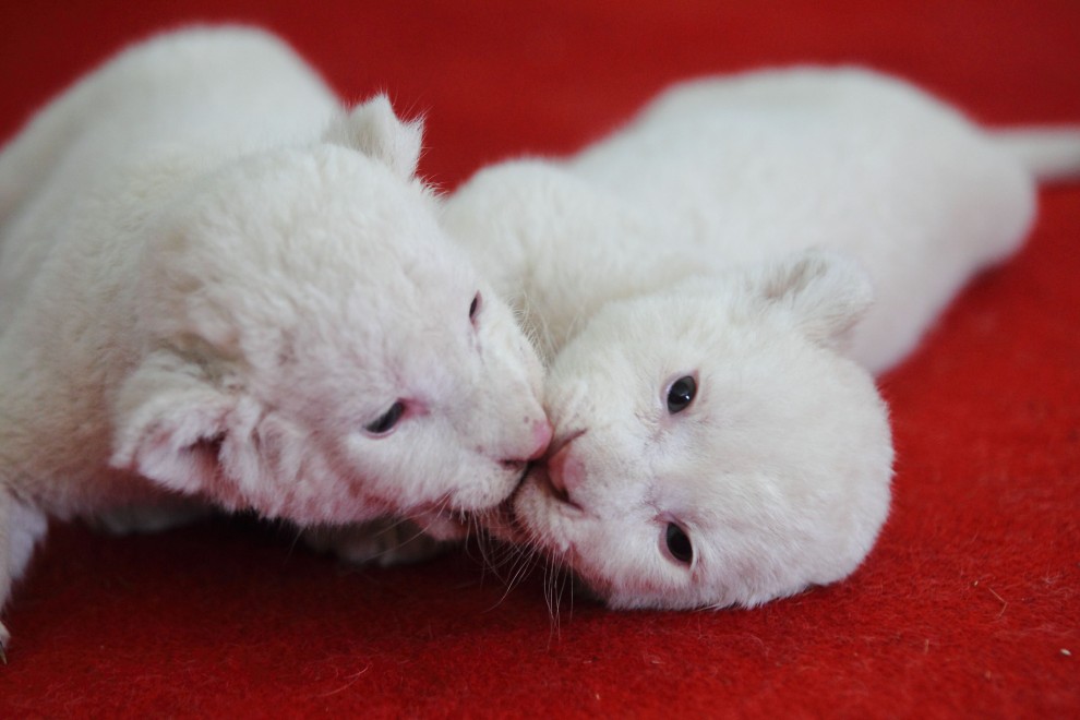 Cina, cuccioli di leone bianco abbandonati dalla madre &nbsp;