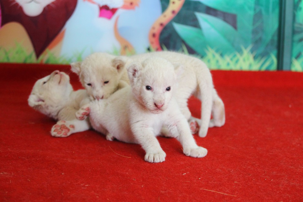 Cina, cuccioli di leone bianco abbandonati dalla madre &nbsp;