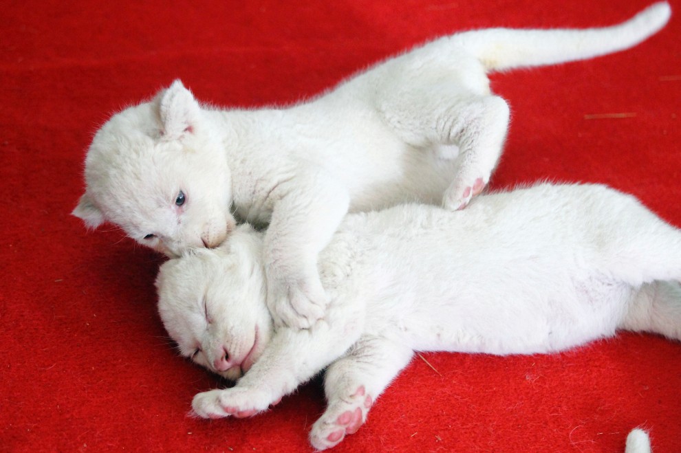 Cina, cuccioli di leone bianco abbandonati dalla madre &nbsp;