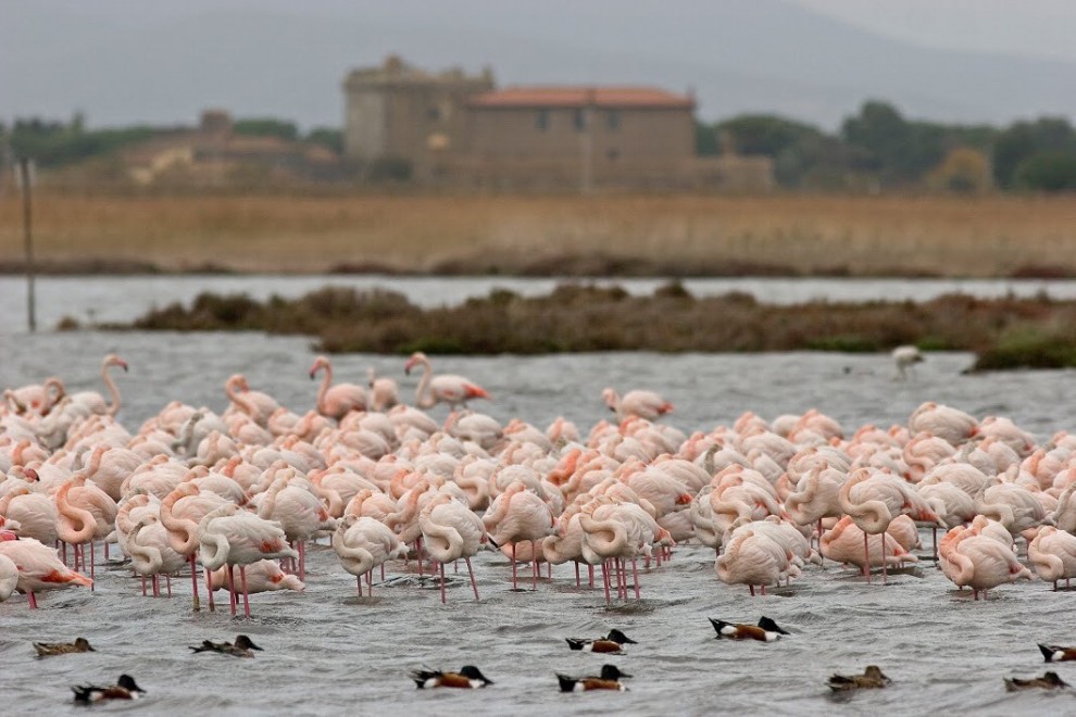 Wwf, una domenica tra le Oasi d'Italia