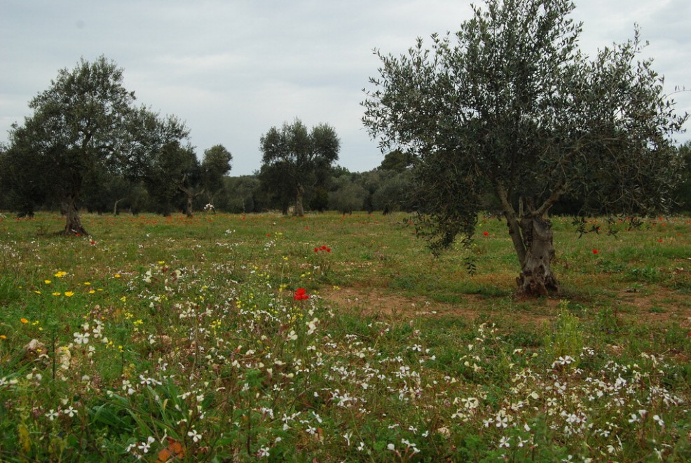 Wwf, una domenica tra le Oasi d'Italia