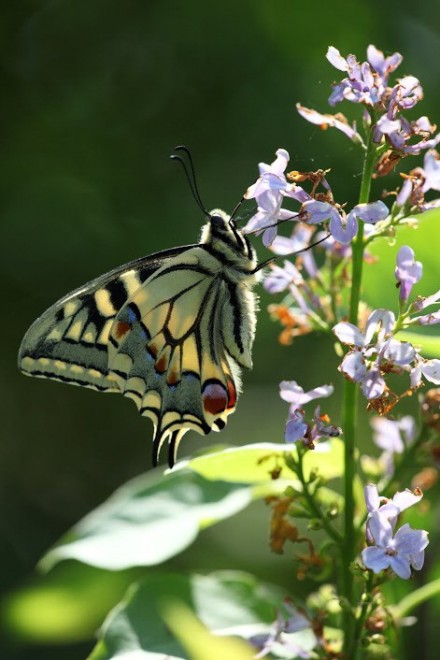 Wwf, una domenica tra le Oasi d'Italia