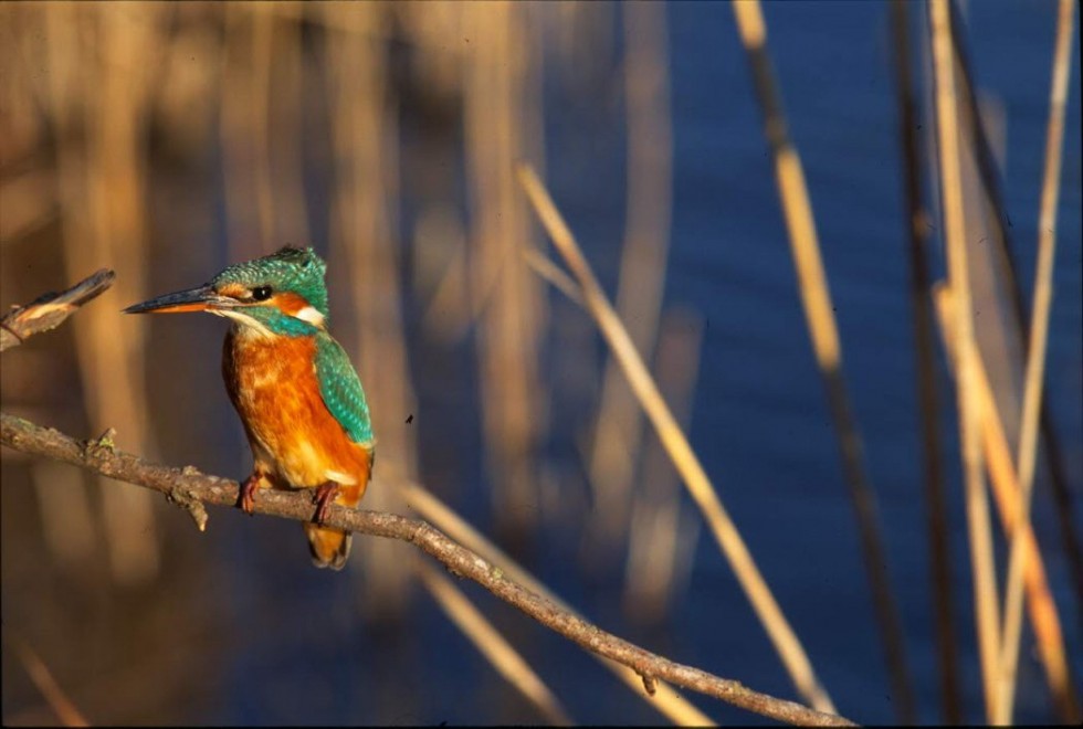 Wwf, una domenica tra le Oasi d'Italia