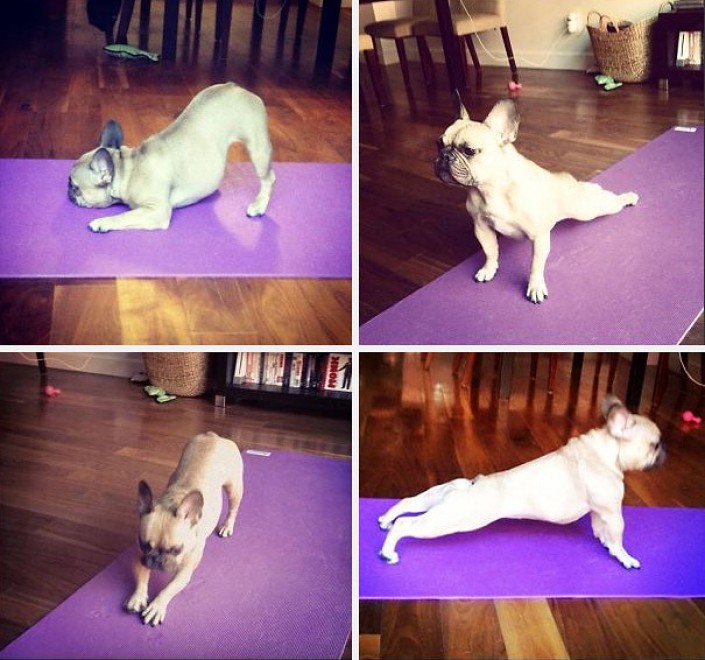 Uno stretching bestiale, gli animali fanno yoga