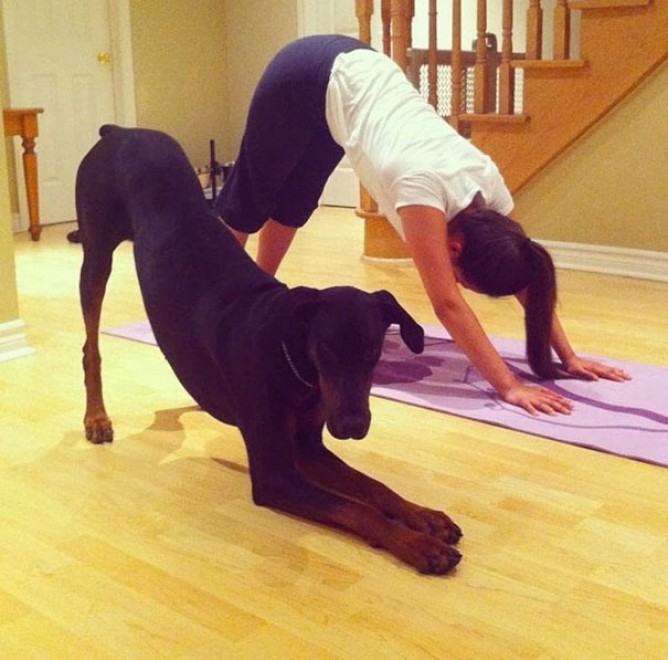 Uno stretching bestiale, gli animali fanno yoga