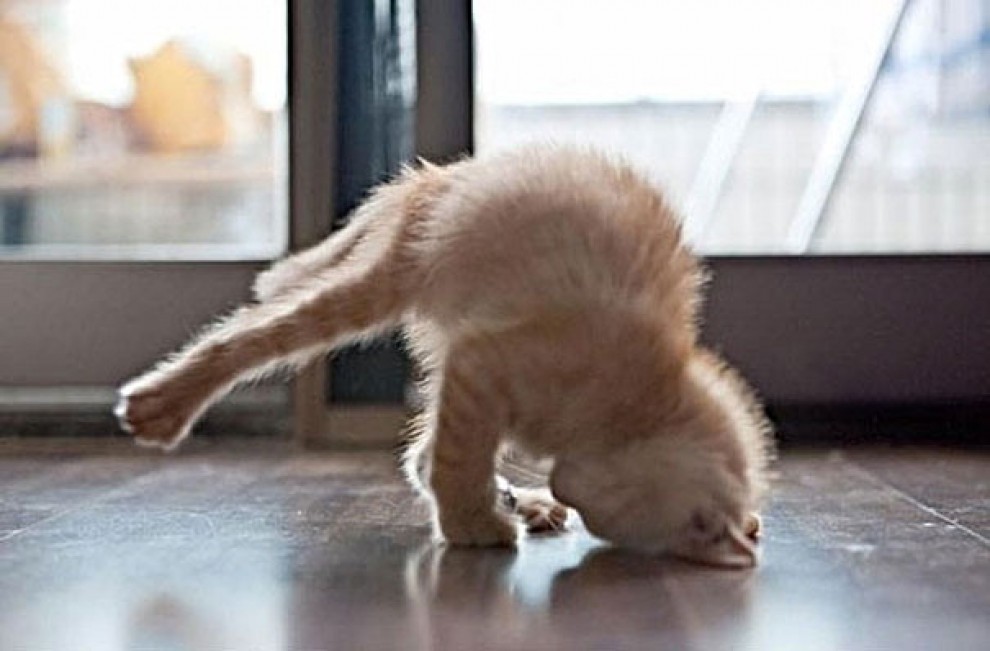 Uno stretching bestiale, gli animali fanno yoga