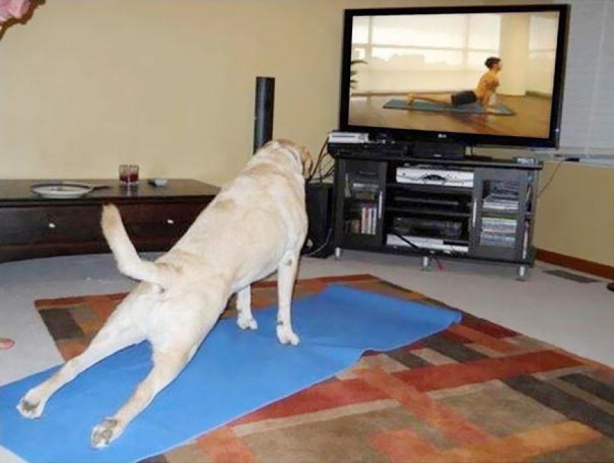 Uno stretching bestiale, gli animali fanno yoga
