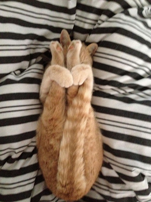 Uno stretching bestiale, gli animali fanno yoga