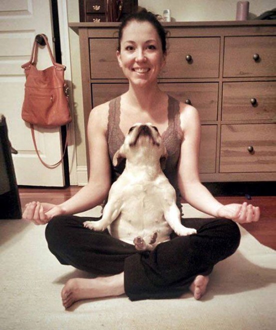 Uno stretching bestiale, gli animali fanno yoga