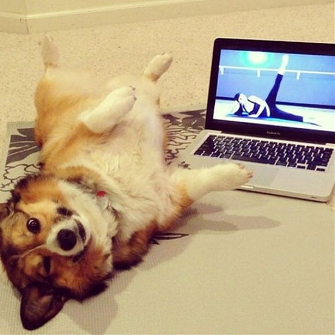 Uno stretching bestiale, gli animali fanno yoga