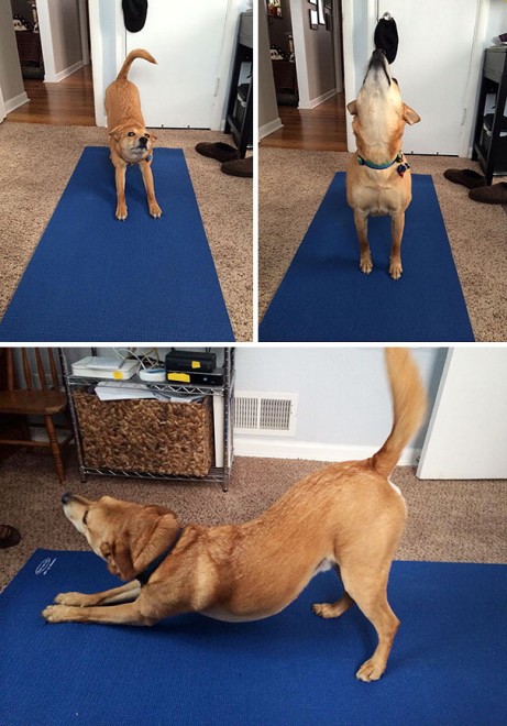 Uno stretching bestiale, gli animali fanno yoga