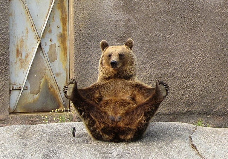 Uno stretching bestiale, gli animali fanno yoga