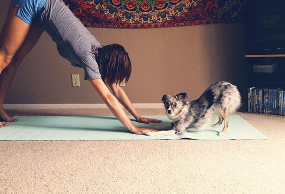 Uno stretching bestiale, gli animali fanno yoga