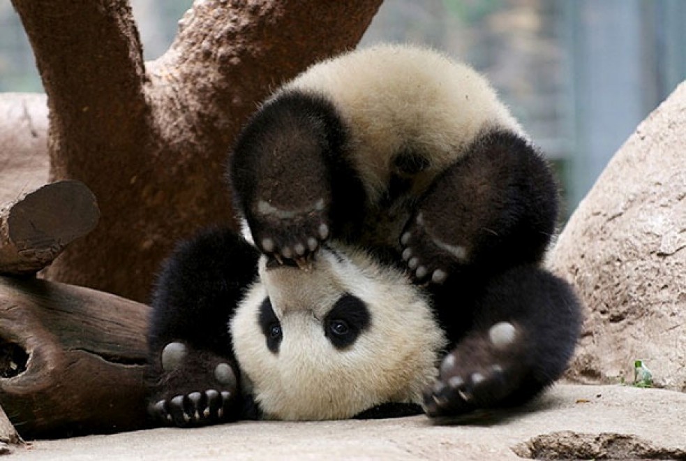 Uno stretching bestiale, gli animali fanno yoga