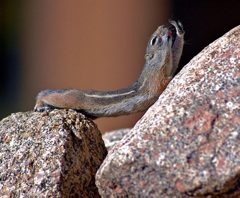 Uno stretching bestiale, gli animali fanno yoga