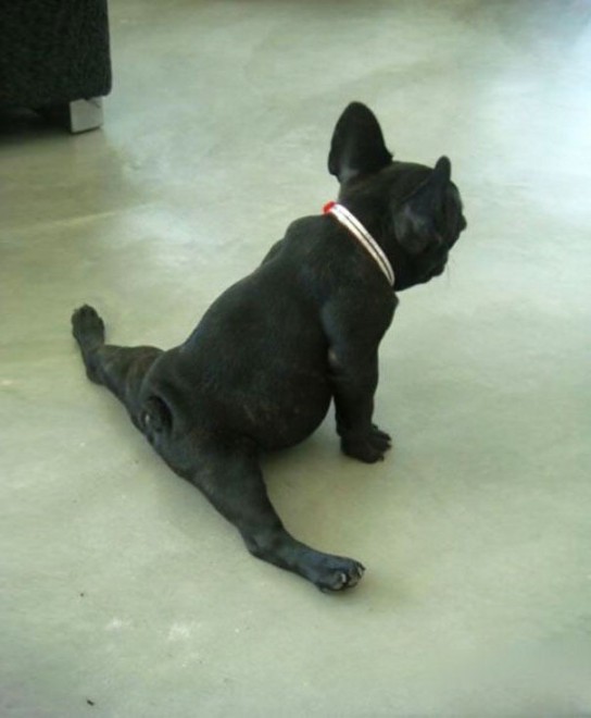Uno stretching bestiale, gli animali fanno yoga