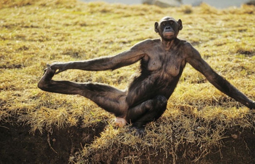Uno stretching bestiale, gli animali fanno yoga