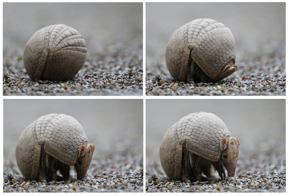 La campagna per l'armadillo, mascotte di Brasile 2014