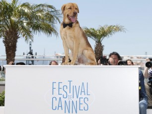 Cannes, gli attori cani vincono sempre: è il momento della Palm Dog. E il vincitore è...