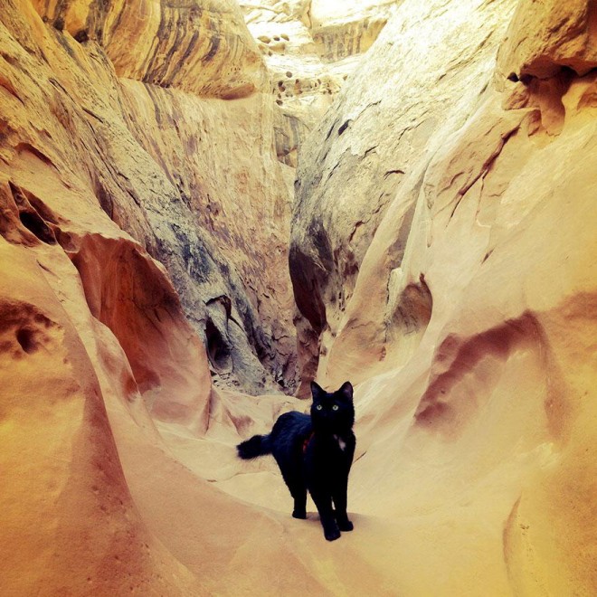 Dalle montagne dello Utah ecco Millie: la gatta scalatrice