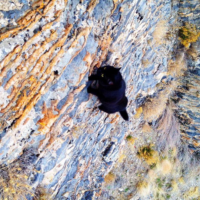 Dalle montagne dello Utah ecco Millie: la gatta scalatrice