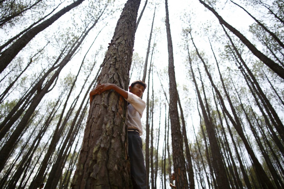 Abbraccio record agli alberi: in 2mila per la giornata mondiale dell'Ambiente