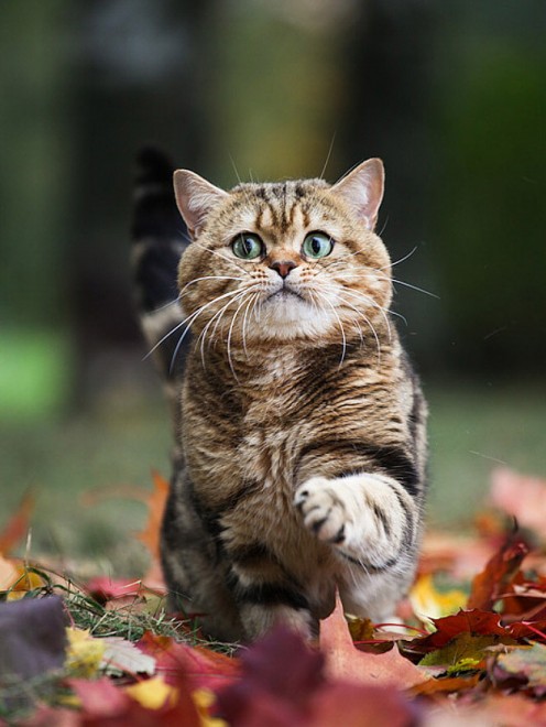 Espressione da gatto: la classifica delle pi&ugrave; buffe