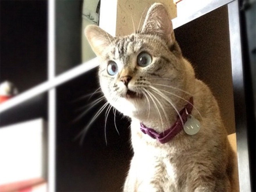 Espressione da gatto: la classifica delle pi&ugrave; buffe