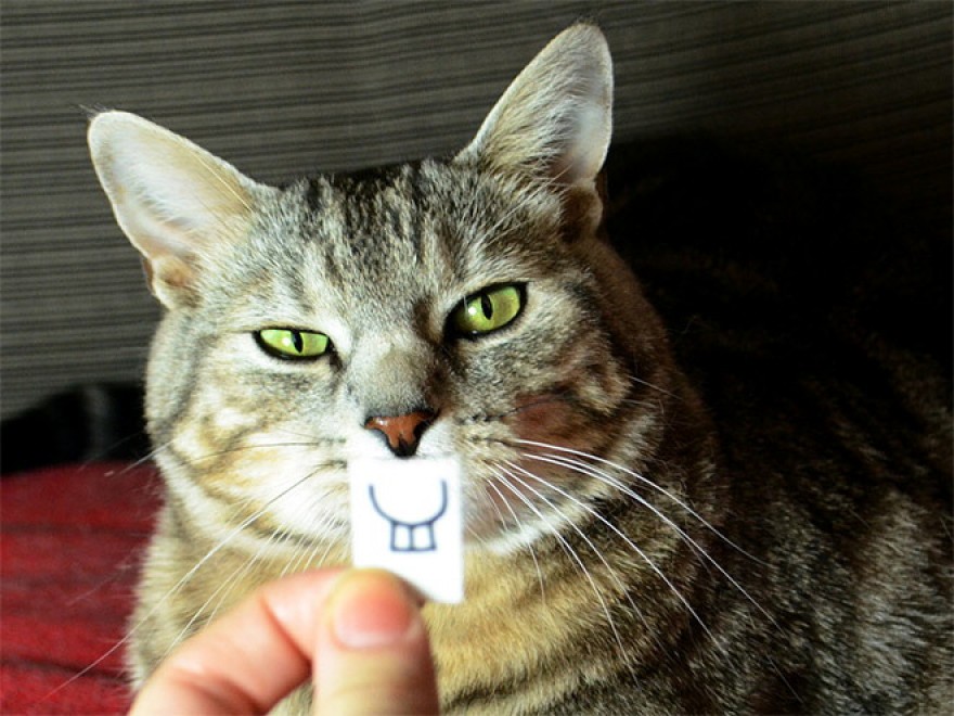 Espressione da gatto: la classifica delle pi&ugrave; buffe
