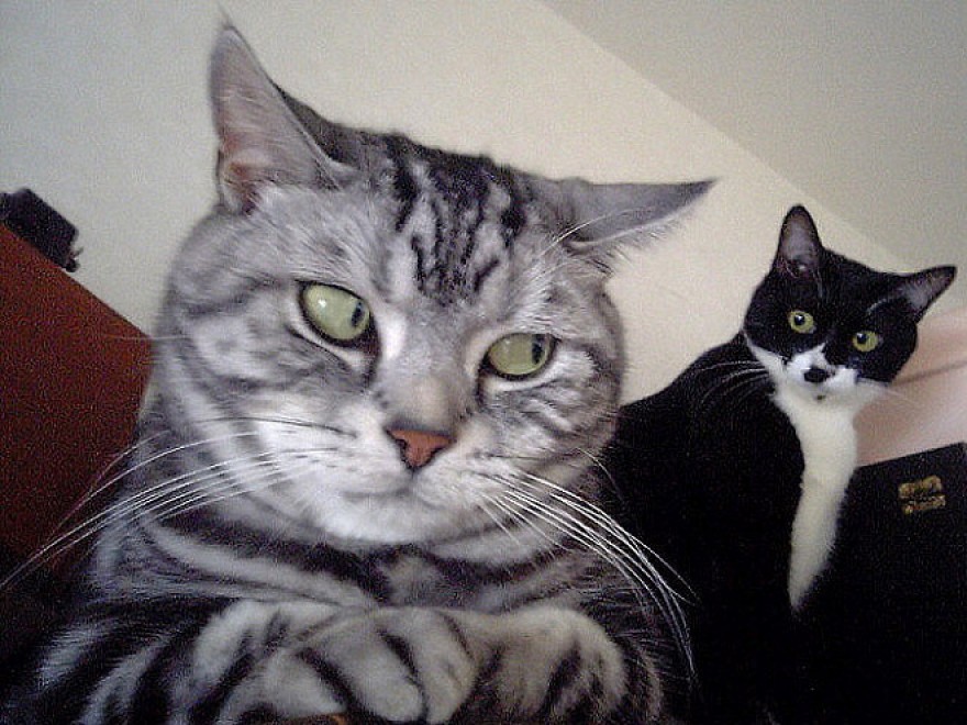 Espressione da gatto: la classifica delle pi&ugrave; buffe