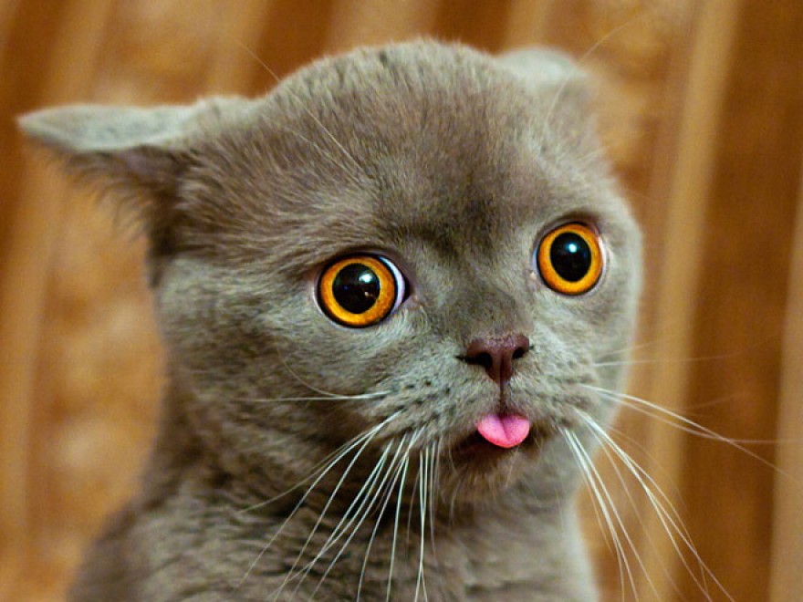 Espressione da gatto: la classifica delle pi&ugrave; buffe