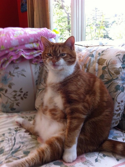 Espressione da gatto: la classifica delle pi&ugrave; buffe